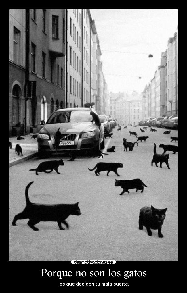Porque no son los gatos - los que deciden tu mala suerte.