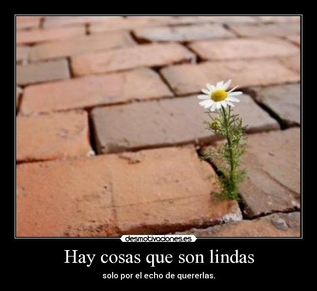 Hay cosas que son lindas - solo por el echo de quererlas.