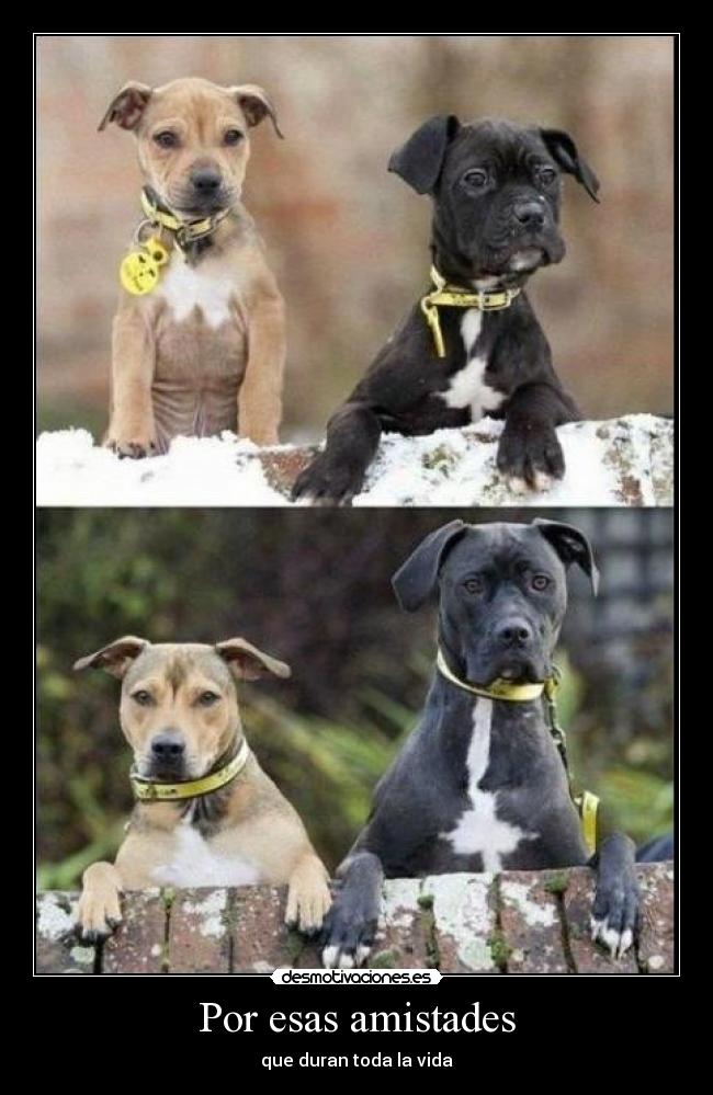 Por esas amistades -