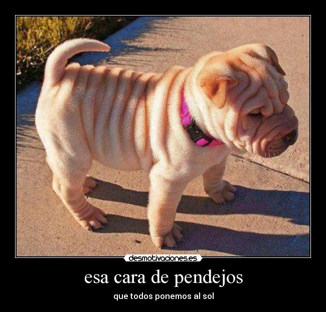 esa cara de pendejos - que todos ponemos al sol