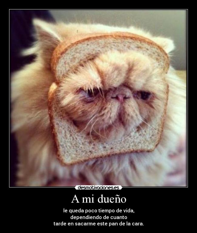 A mi dueño - le queda poco tiempo de vida,
dependiendo de cuanto
tarde en sacarme este pan de la cara.