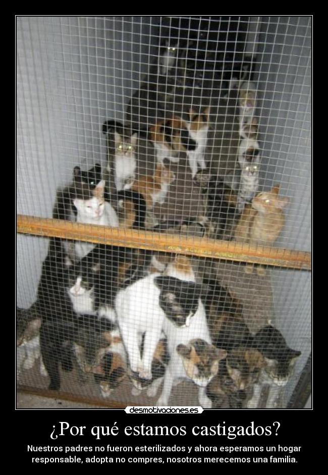 ¿Por qué estamos castigados? -