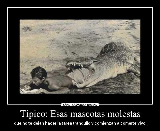 Típico: Esas mascotas molestas - que no te dejan hacer la tarea tranquilo y comienzan a comerte vivo.