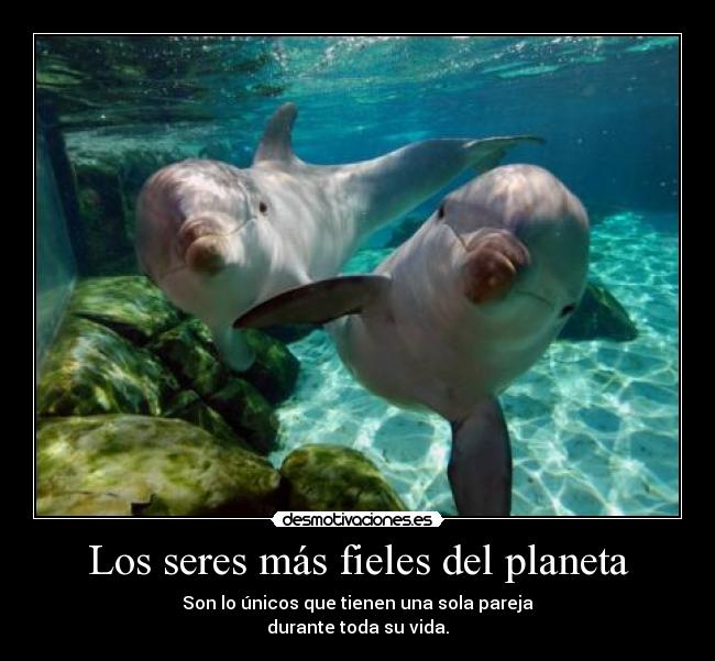 Los seres más fieles del planeta - Son lo únicos que tienen una sola pareja
durante toda su vida.
