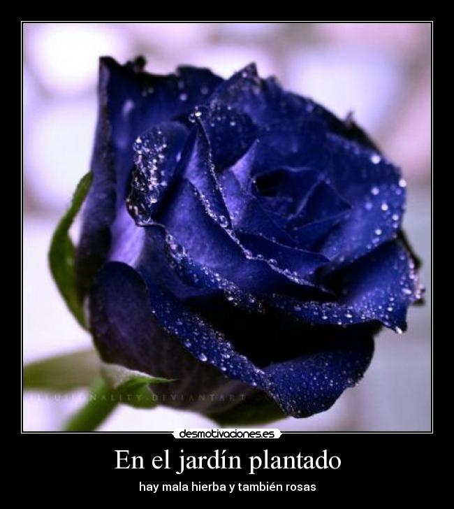 En el jardín plantado -