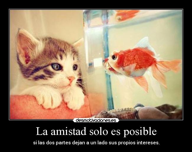 carteles amistad amistad gato desmotivaciones