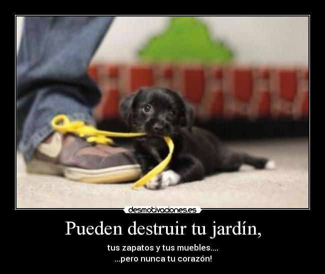 Pueden destruir tu jardín, - tus zapatos y tus muebles....
...pero nunca tu corazón!