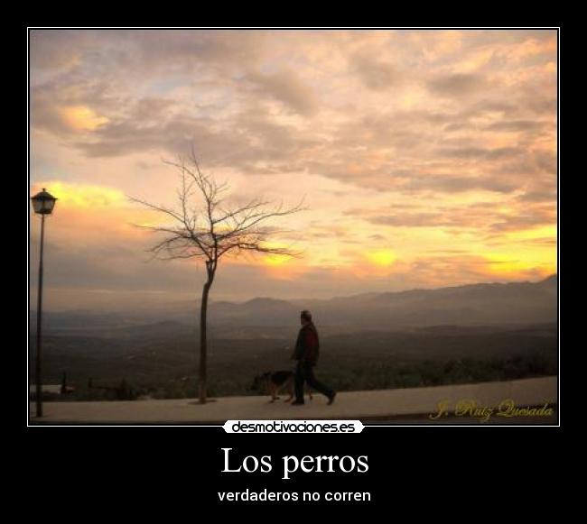 Los perros - verdaderos no corren