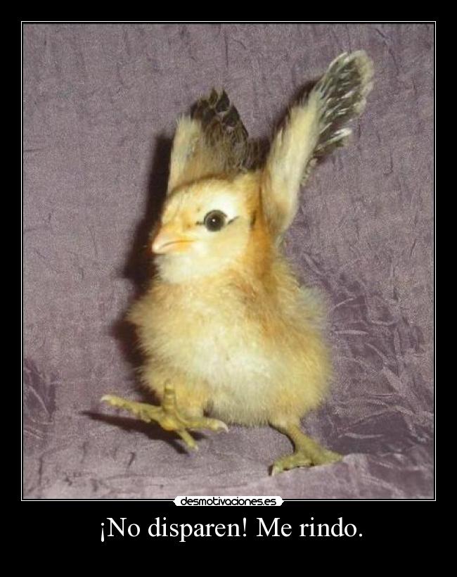 ¡No disparen! Me rindo. -