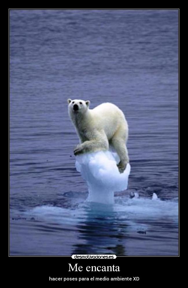 carteles oso desmotivaciones