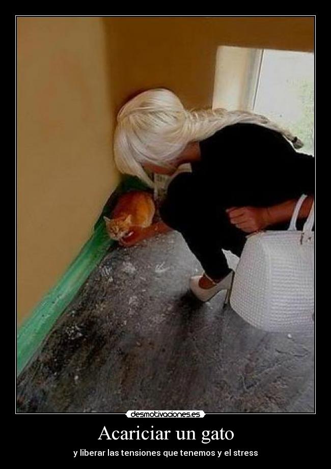 Acariciar un gato - y liberar las tensiones que tenemos y el stress