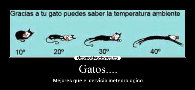 Gatos.... -