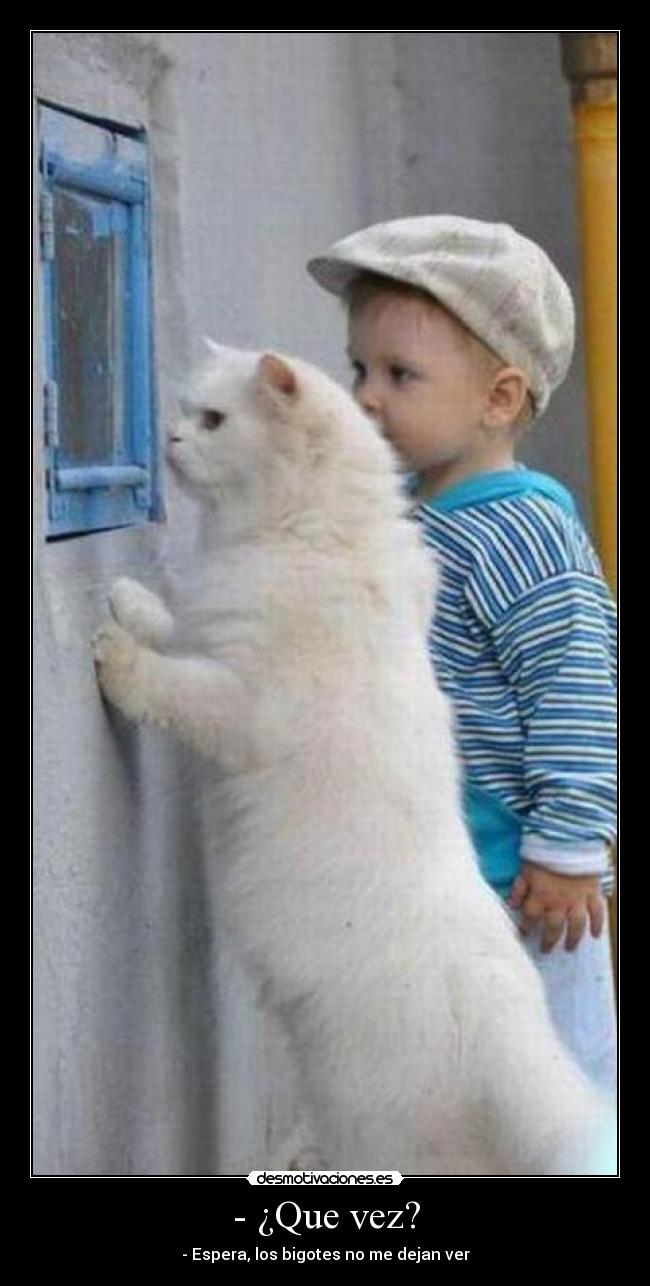 - ¿Que vez? - - Espera, los bigotes no me dejan ver