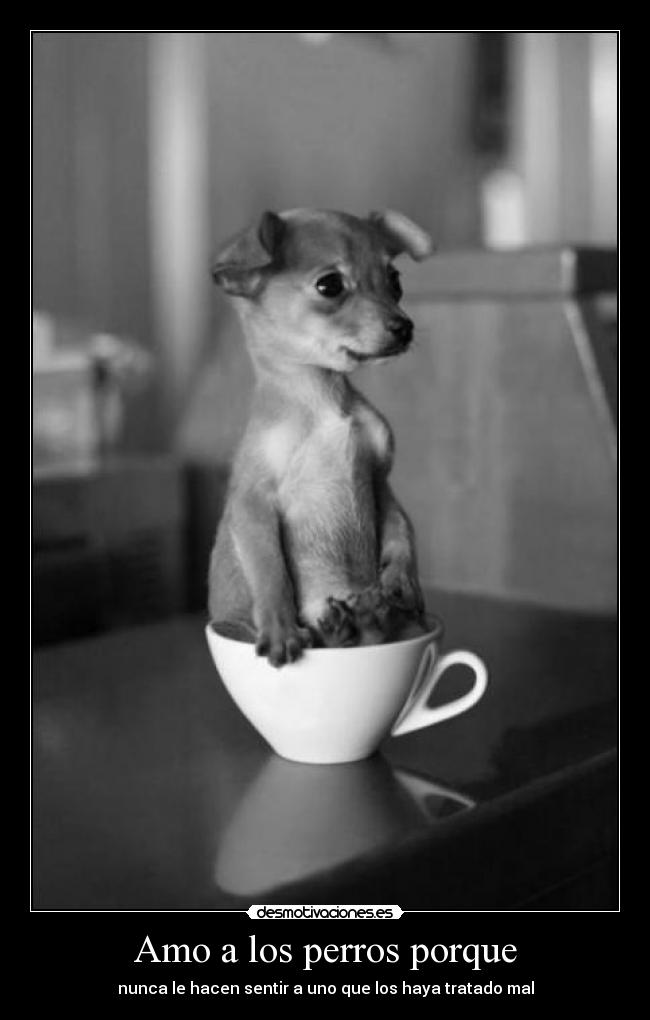 Amo a los perros porque -