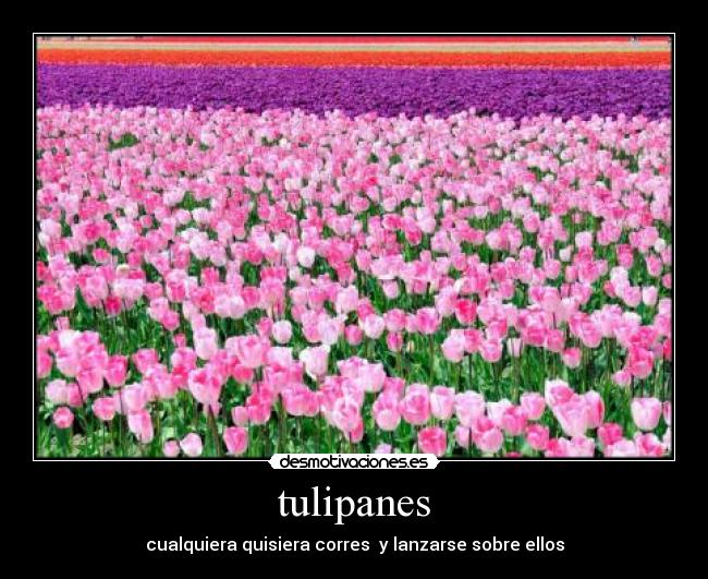 tulipanes - cualquiera quisiera corres y lanzarse sobre ellos