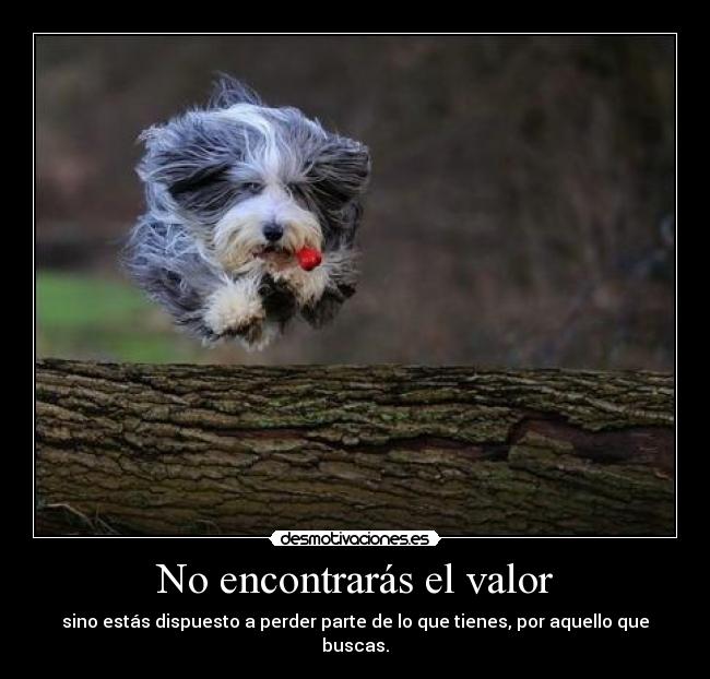 No encontrarás el valor - sino estás dispuesto a perder parte de lo que tienes, por aquello que buscas.