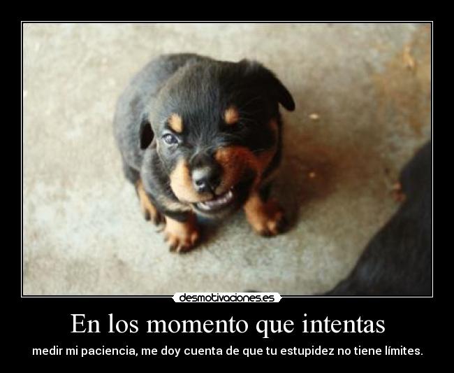 En los momento que intentas - medir mi paciencia, me doy cuenta de que tu estupidez no tiene límites.