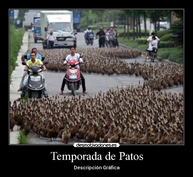 carteles patos desmotivaciones