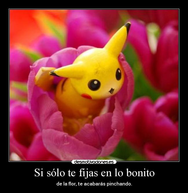 Si sólo te fijas en lo bonito - de la flor, te acabarás pinchando.