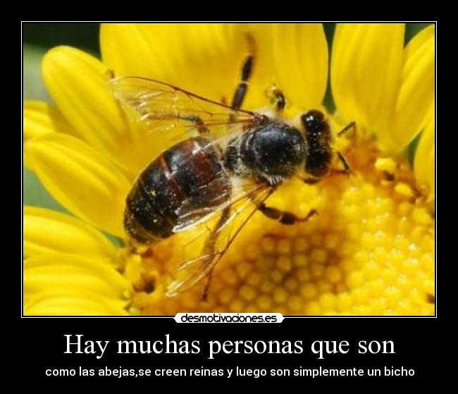 Hay muchas personas que son - como las abejas,se creen reinas y luego son simplemente un bicho