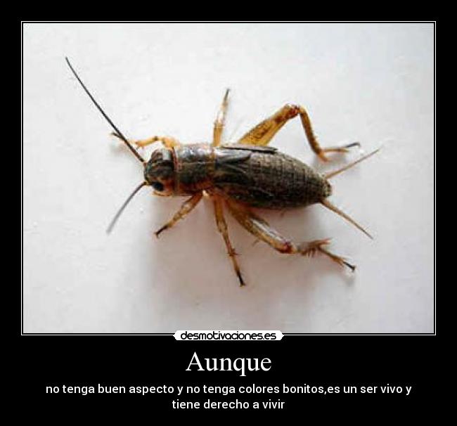 Aunque - no tenga buen aspecto y no tenga colores bonitos,es un ser vivo y
tiene derecho a vivir