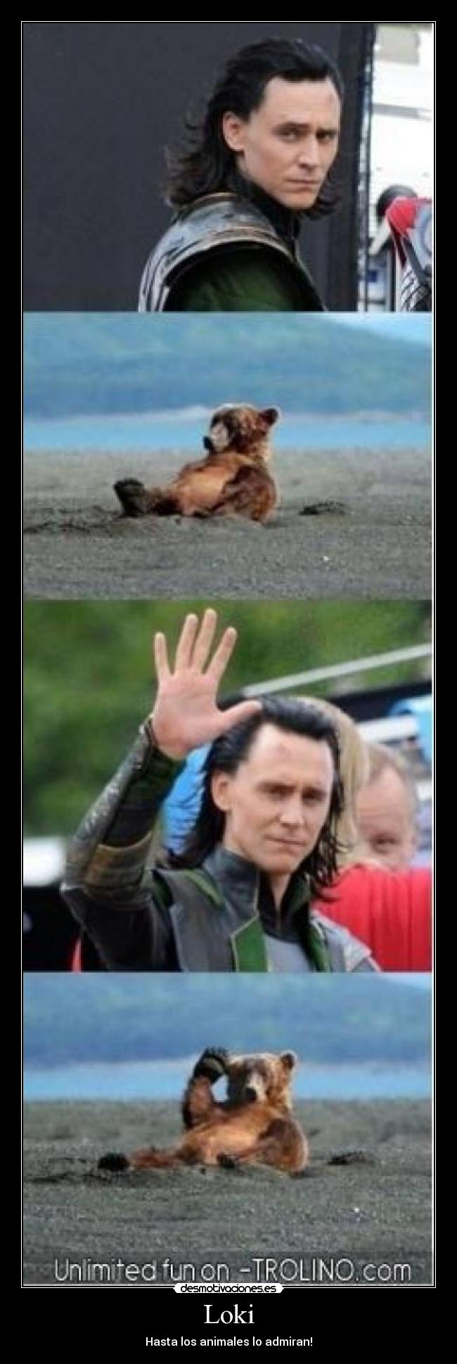 Loki - Hasta los animales lo admiran!