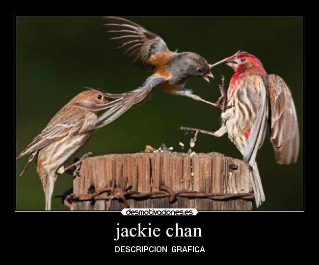 jackie chan - DESCRIPCION  GRAFICA