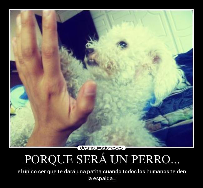 PORQUE SERÁ UN PERRO... -
