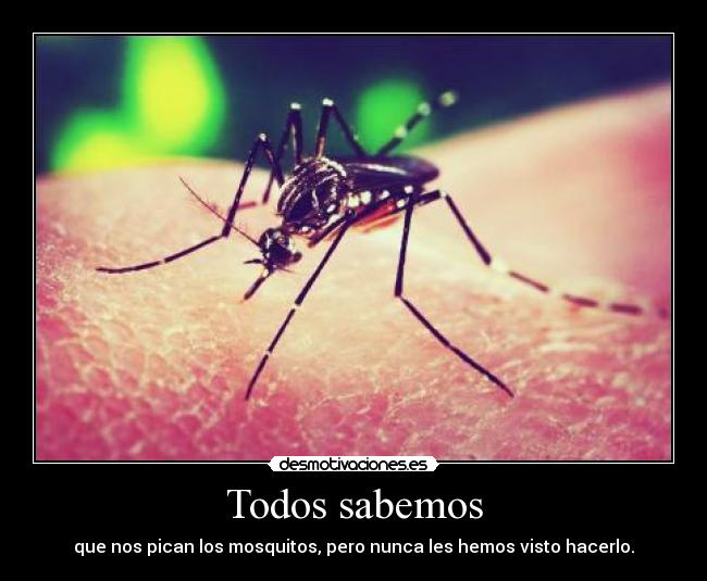 Todos sabemos - que nos pican los mosquitos, pero nunca les hemos visto hacerlo.