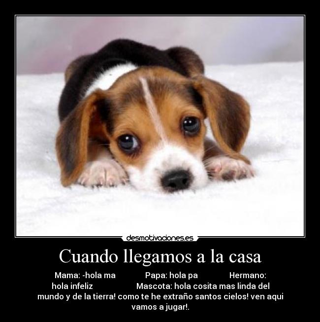 Cuando llegamos a la casa - Mama: -hola ma Papa: hola pa Hermano:
hola infeliz Mascota: hola cosita mas linda del
mundo y de la tierra! como te he extraño santos cielos! ven aqui
vamos a jugar!.