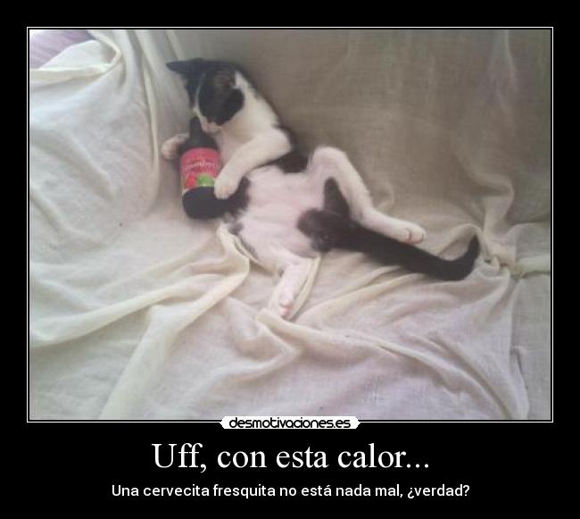 carteles concurso1 foto gatosblacky xdd molaxd desmotivaciones