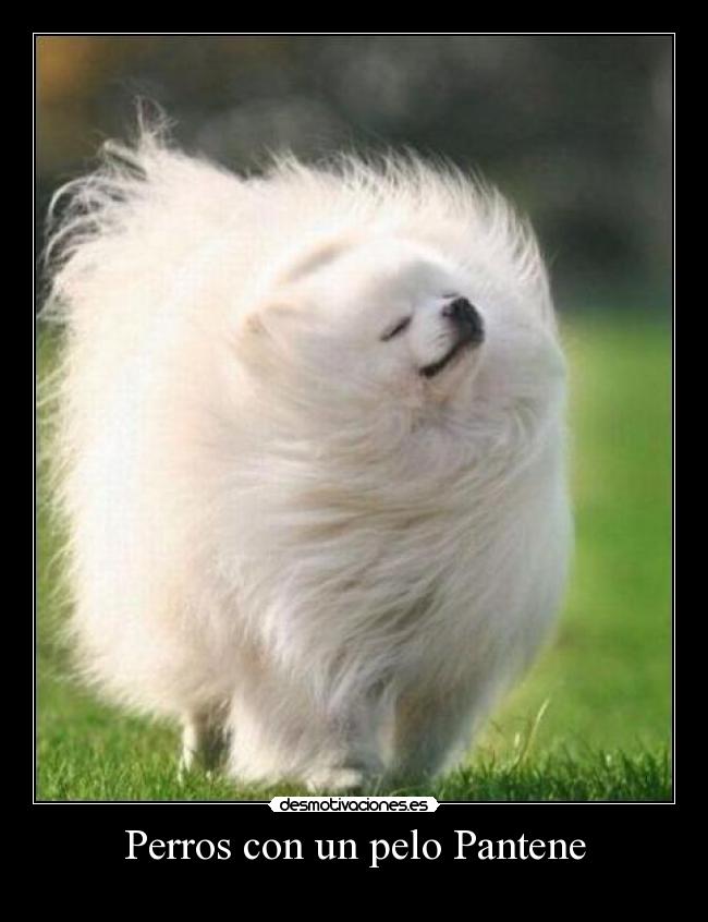 Perros con un pelo Pantene -