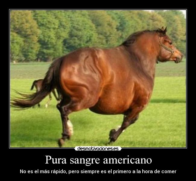 Pura sangre americano - 