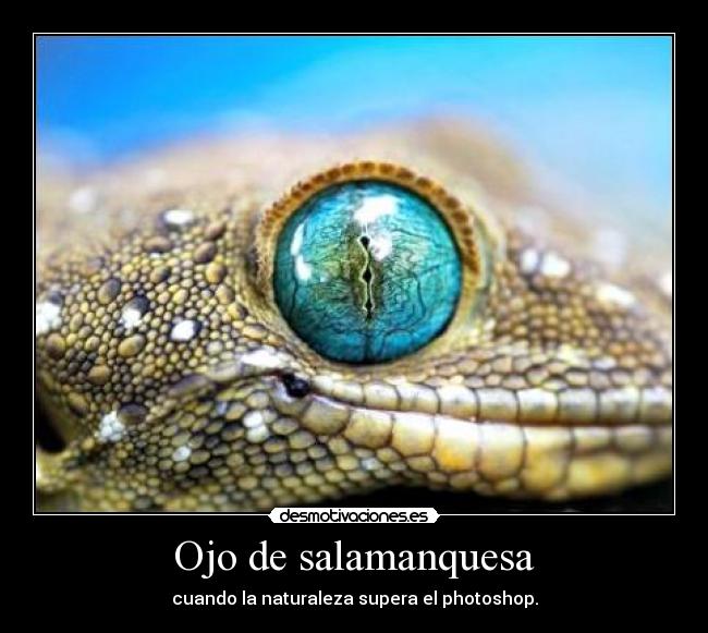 carteles ojo salamanquesa photoshop desmotivaciones