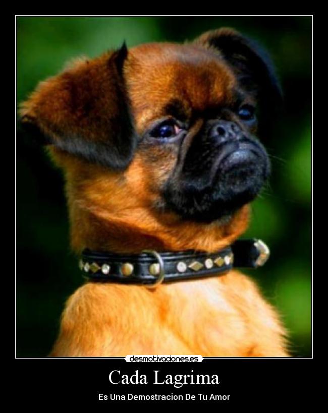 Cada Lagrima - Es Una Demostracion De Tu Amor