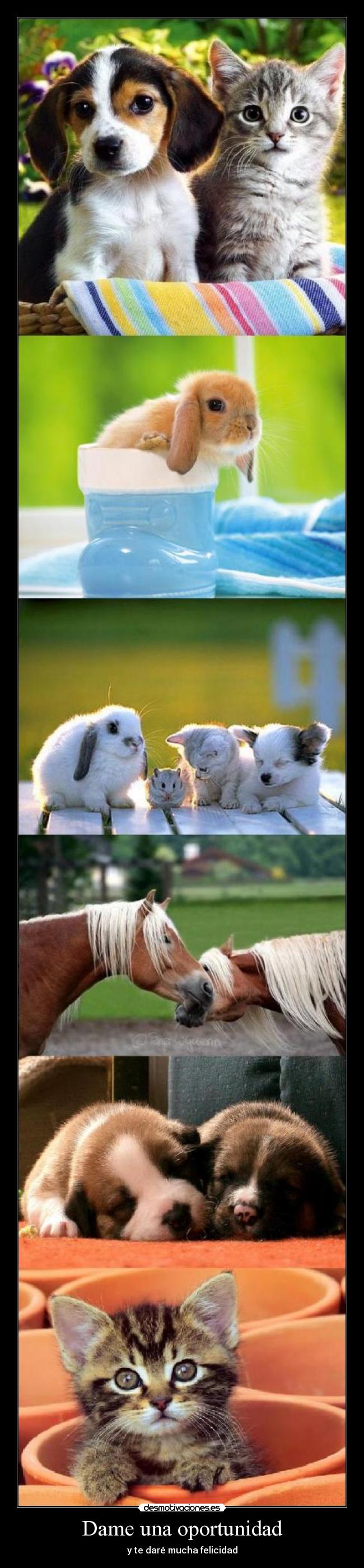 carteles los animales desmotivaciones