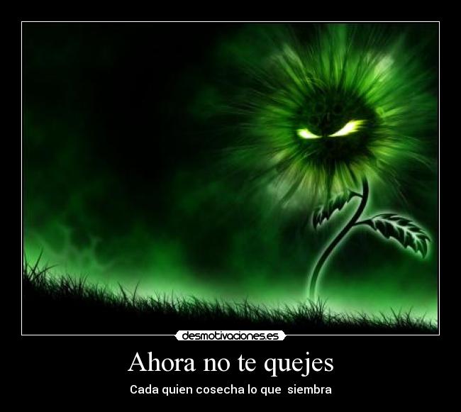 Ahora no te quejes -