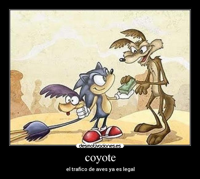 coyote -