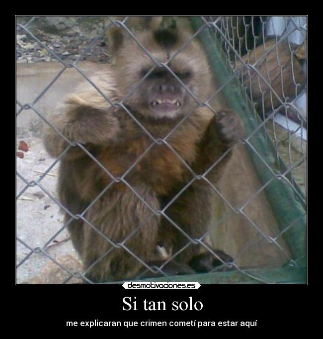 carteles crimen naturaleza animales defender valores libertad igualdad desmotivaciones