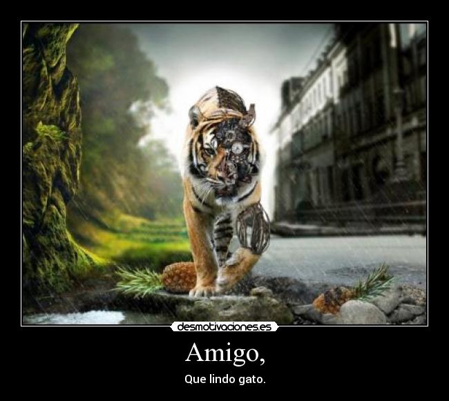 Amigo, - Que lindo gato.