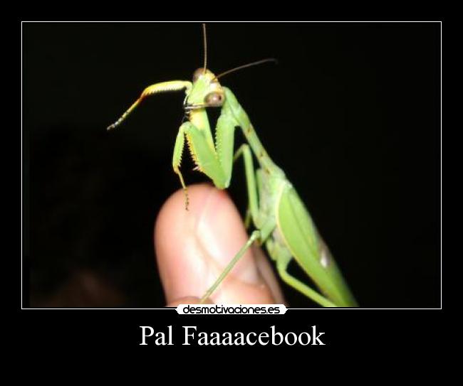 Pal Faaaacebook -