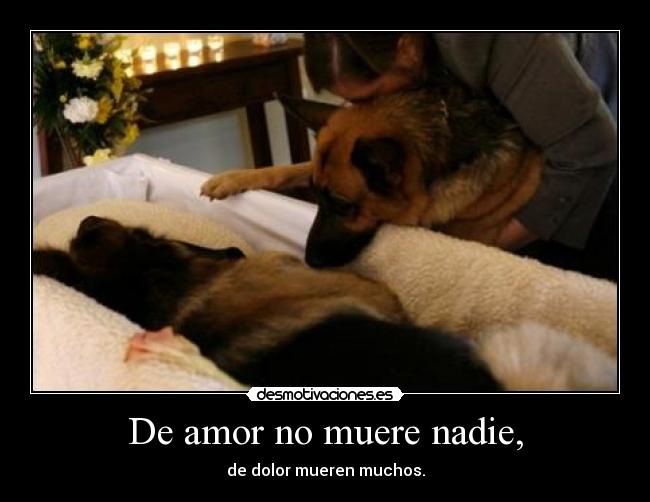 De amor no muere nadie, - de dolor mueren muchos.