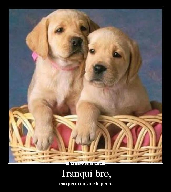 carteles doggies como escriba desmotivaciones