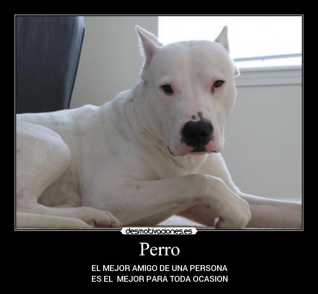 Perro - EL MEJOR AMIGO DE UNA PERSONA
ES EL  MEJOR PARA TODA OCASION