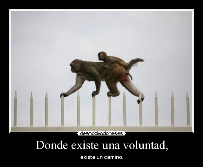 carteles lareserva com mono voluntad desmotivaciones