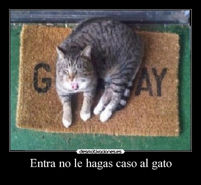 Entra no le hagas caso al gato - 