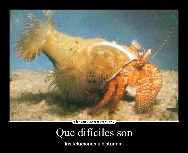 Que difíciles son - las felaciones a distancia.