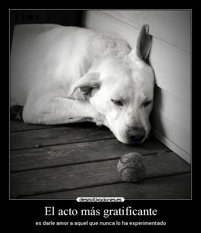 carteles perros que han experimentado amor desmotivaciones