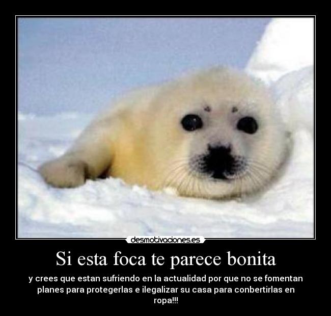 Si esta foca te parece bonita - y crees que estan sufriendo en la actualidad por que no se fomentan
planes para protegerlas e ilegalizar su casa para conbertirlas en
ropa!!!