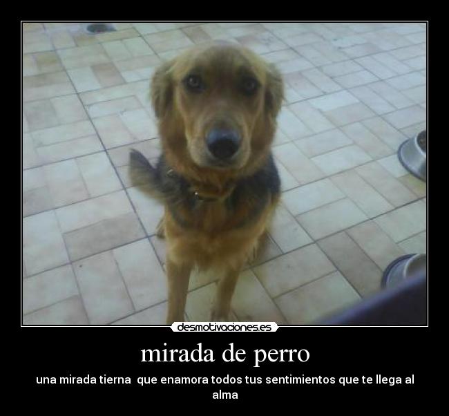 mirada de perro -